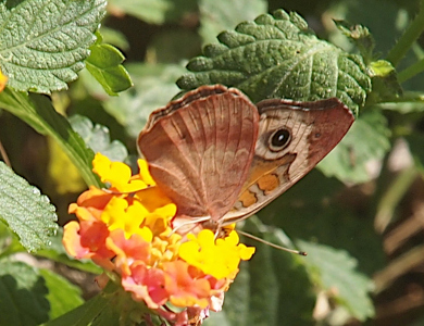 [A right side view of a butterfly perched amide a yellow lantana bloom. The lower wing appears to be all brown while the upper has the thick orange stripes with thinner tan stripes between them. The dark circle with a small white dot in the center is near the outer edge of the upper wing and is around a very light tan patch of the wing.]